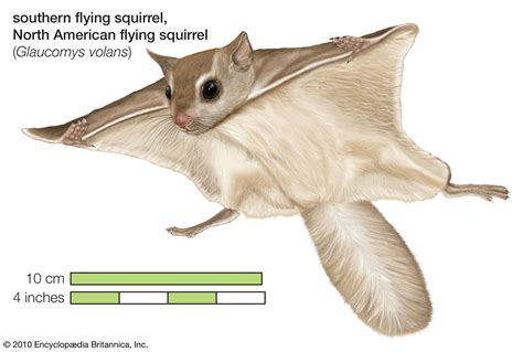 flying squirrel summary | Britannica