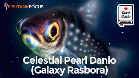 Celestial Pearl Danio (Galaxy Rasbora) - Size, Tank Mates, Breeding ...