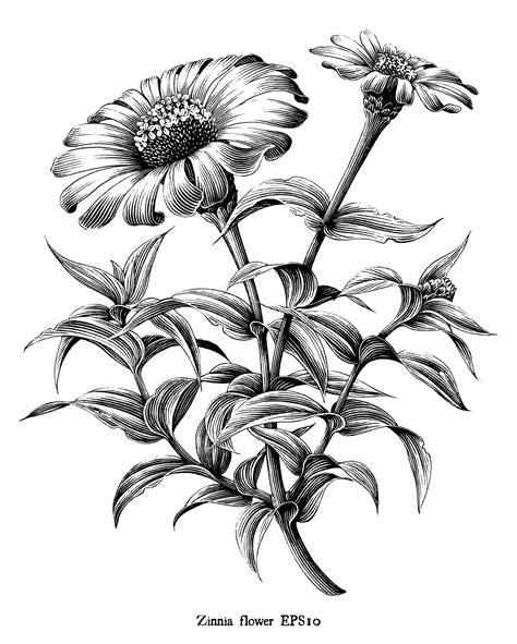 Zinnia flower botanical vintage illustration black and white art ...