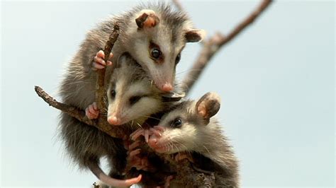 Opossum Babies 01 -- Babies have lost their Mother - YouTube