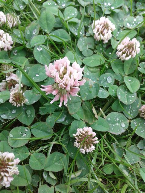 Rollin' over in the clover | Garden, Plants, Clover