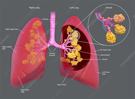 Lungs with alveoli, illustration - Stock Image - F032/4745 - Science ...