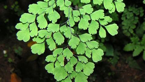 How to Care for a Maidenhair Fern | Garden Guides