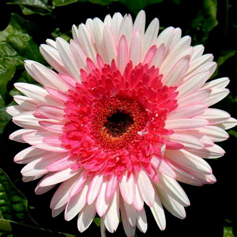 US$ 0.98 - PINK Series Gerbera Daisy Seeds 20+ Perennial Gerbera ...