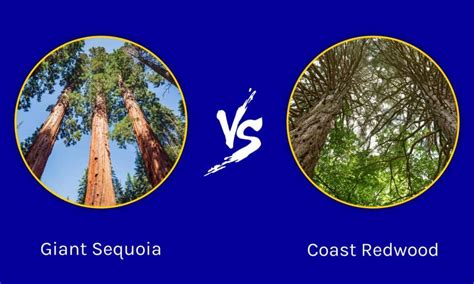 Giant Sequoia vs. Coast Redwood: What's the Difference? - A-Z Animals