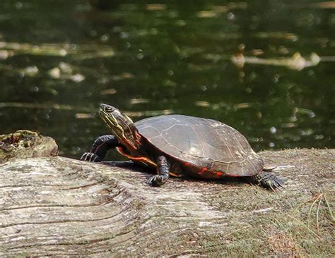 painted turtle habitat in the wild - Goodly Portal Fonction