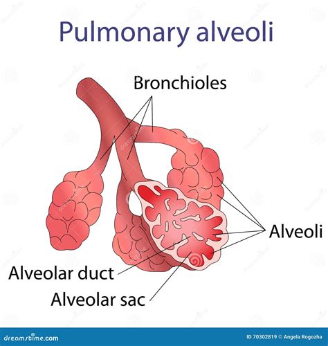 Alveoli Structure And Function Cartoon Vector | CartoonDealer.com ...