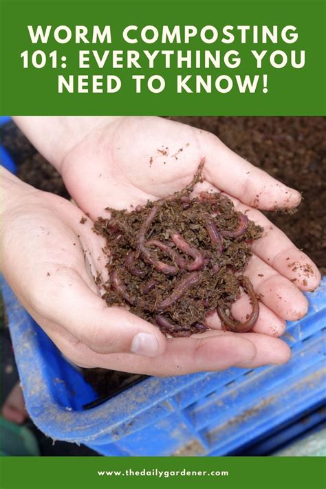 Worm Composting 101: Everything You Need to Know!