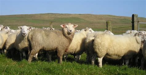 New Zealand lamb export value up 11%, Europe remains main market ...