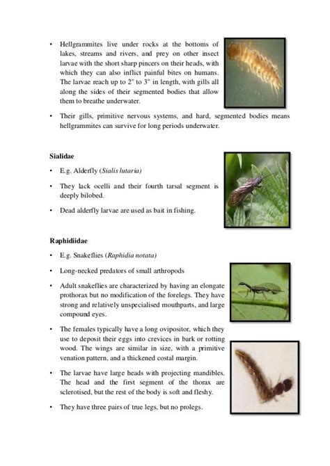 Classification of insects