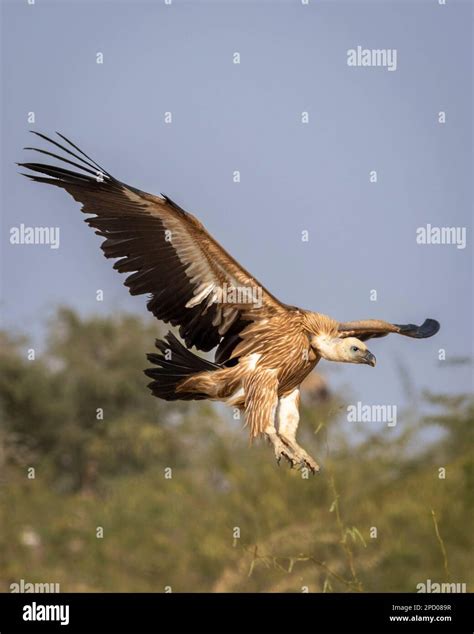 Himalayan vulture or Gyps himalayensis or Himalayan griffon vulture ...