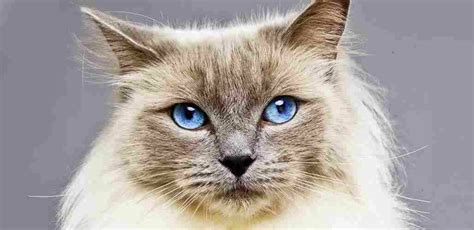 Gatos con ojos azules: Una mirada intensa y misteriosa | Smylepets