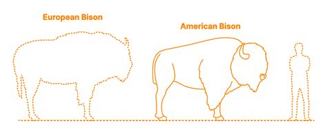 European Bison Vs American Bison