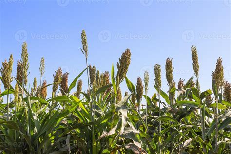 Millet field and blue sky 11411872 Stock Photo at Vecteezy