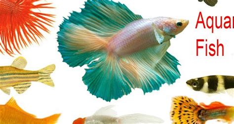 10 Popular Types of Pet Fish for your Aquarium - Creature Companion