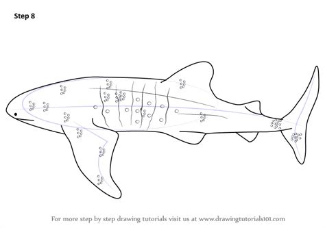 Learn How to Draw a Whale Shark (Fishes) Step by Step : Drawing Tutorials