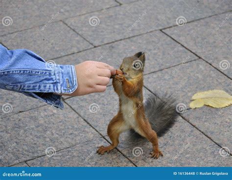 Squirrel feeding stock photo. Image of mammal, squirrel - 16136448