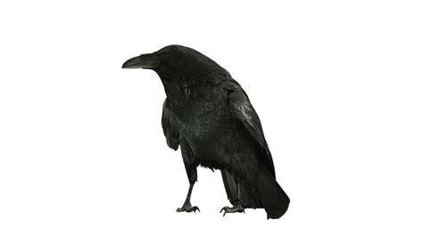 Raven Perched Cawing 2 Effect | FootageCrate - Free FX Archives