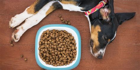 What Makes Dog Food Hypoallergenic – Ingredients, Explanation & FAQ