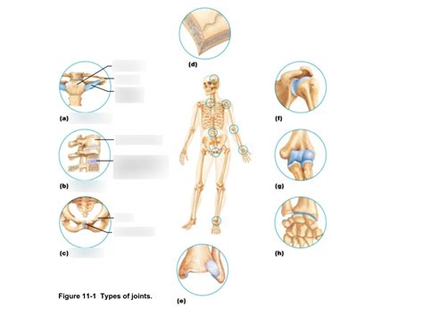 cartilaginous joints Diagram | Quizlet