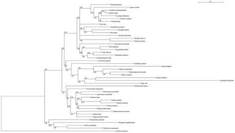 Phylogenetic relationships within Cypriniformes. The 50% majority-rule ...