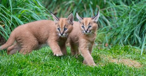 Caracal kittens exploring outdoor space at Oregon Zoo