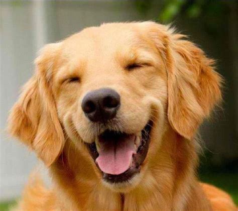 big smile for dog lovers! | Smiling dogs, Happy dogs, Cute animals