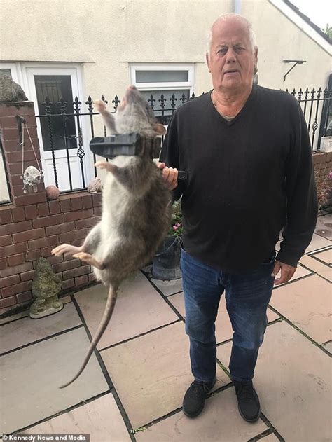 Ex-pub boss snares 18-inch lengthy RAT 'the scale of a small canine ...