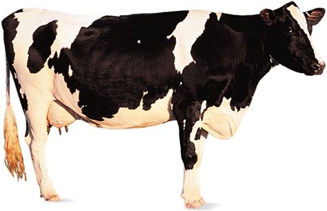 Holstein-Friesian | Dairy Cattle, Milk Production & Breeding | Britannica