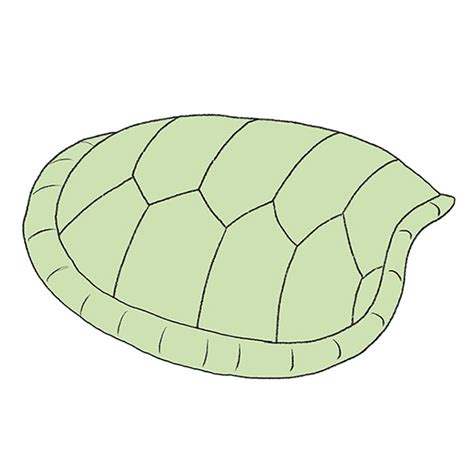 Sea Turtle Shell Drawing