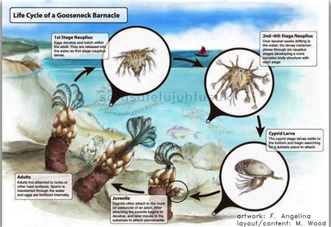 Life Cycle of Gooseneck Barnacle by satusatetujuhtusuk on DeviantArt