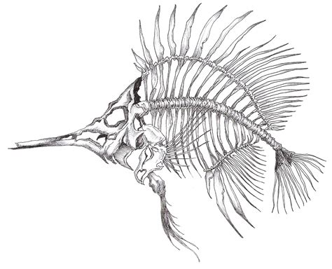 Skeleton Fish Drawing at GetDrawings | Free download