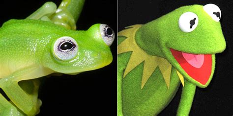 This Newly Discovered Frog Looks Exactly Like Kermit | HuffPost