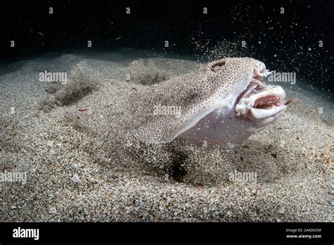 Pacific Angel Shark Teeth