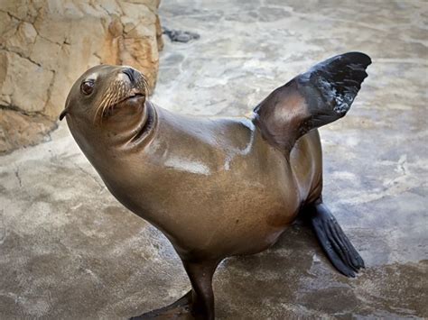 Aquarium of the Pacific | Aquarium News | Newly Remodeled Seal and Sea ...