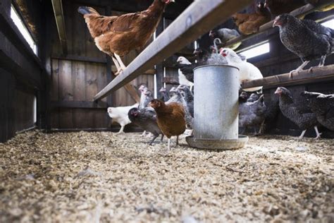 Everything You Need to Know About Chicken Roosting Bars - Backyard Poultry