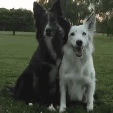 Black & White Dog Hug GIF | GIFDB.com