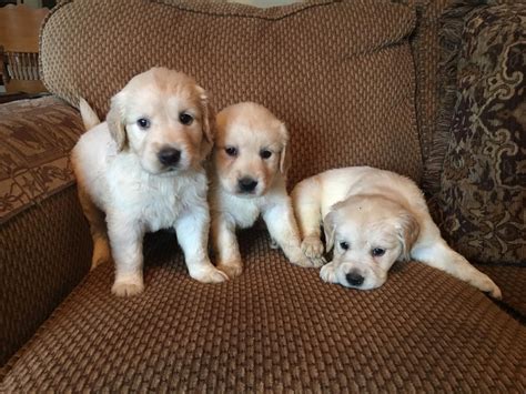 Golden Retriever Puppies For Sale | Dallas, TX #244720