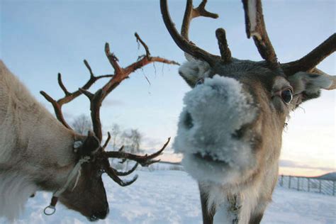 Some people consider reindeer and caribou to be the same animal ...