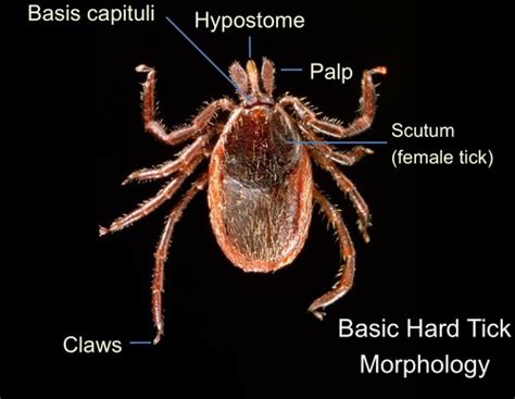 Ticks & Mites Flashcards | Quizlet