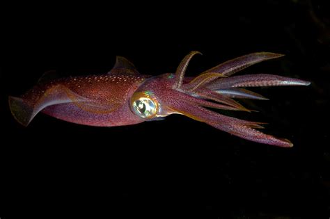 Watch a Giant Squid's Terrifying Attack on a Deep Sea Diver Captured in ...