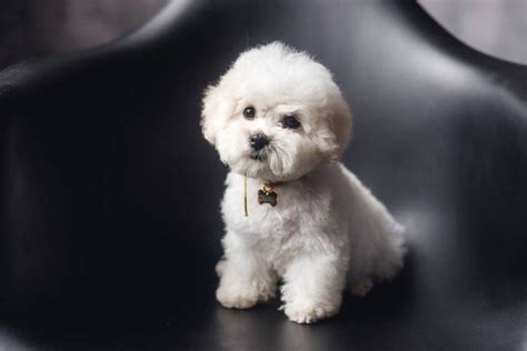 Bichon Frise Price in India | Appearance and Temperament