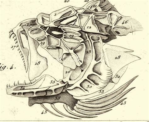 INSTANT DOWNLOAD Fish Anatomy Fish Skulls Fish Bones Natural - Etsy