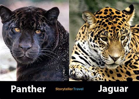 Jaguar Vs Panther