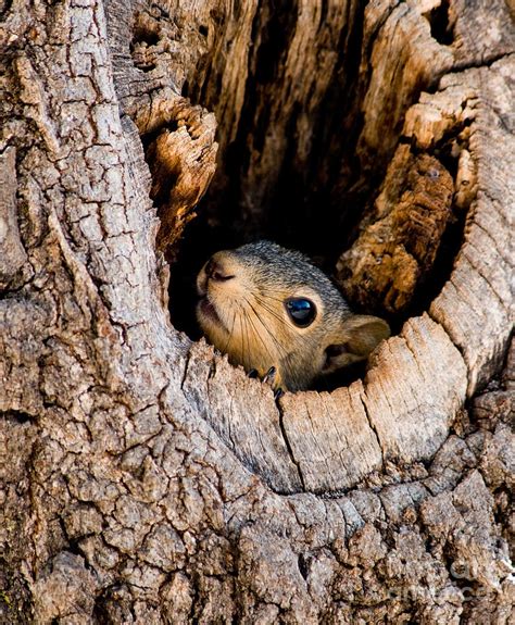 Baby Squirrel In Nest Photograph by Betty LaRue