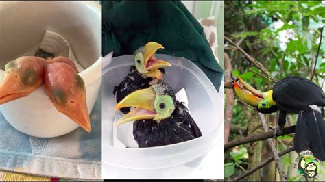 Toucan Babies