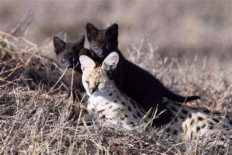 Manja, The Rare Melanistic Serval Cat Roams The Serengeti In Tanzania ...