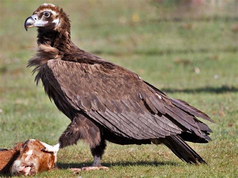 Cinereous vulture (Aegypius monachus)