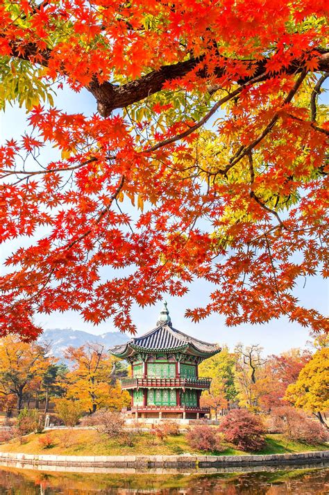 Autumn in Gyeongbukgung Palace,Korea. | Stock image | Colourbox