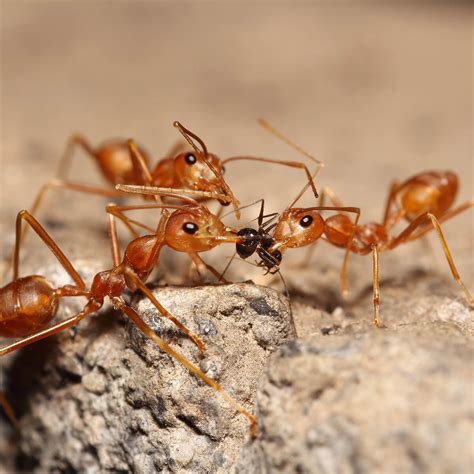 Fire Ants in Australia - Lifecycle, Facts, Habits | Fantastic Pest ...